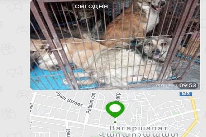 THE SECOND PHASE OF THE PROGRAM OF DOG STERILIZATION HAS BEEN LAUNCHED